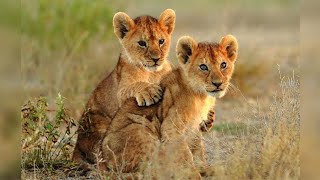Lion 🦁 jungle wildlife