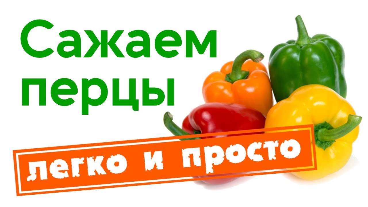 Сажаем перцы. Надежно и просто