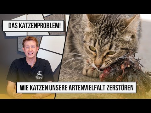 Das Katzenproblem! Wie Katzen unsere Artenvielfalt zerstören.