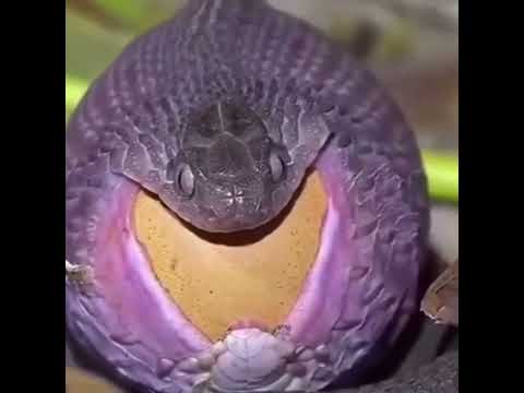 Snake eating very large eggs