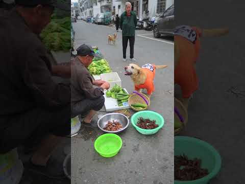 狗狗用菜場買的黃瓜換龍蝦，太可愛了The dog traded the cucumber bought from the market for the lobster. It's so cute.