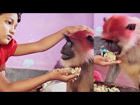 Cute little girl Ipsita feeding Manik like her mother.