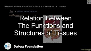 Relation Between The Functions and Structures of Tissues