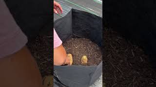 Let’s see if it works!! #gardening #garden #potato #gardeningideas