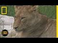 Wildlife Behavior and Identification