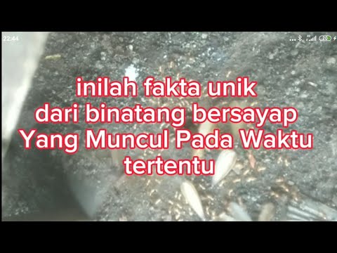 Fakta Yang Menarik dari Kehidupan Laron