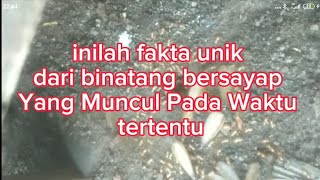 Fakta Yang Menarik dari Kehidupan Laron