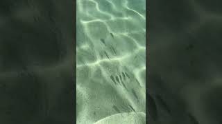 Gentle tropical beach water asmr.