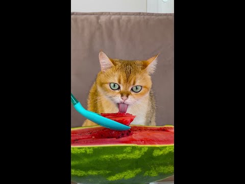 يا للهول! أكلت بطيخ قطتي 🍉😺 عليك أن ترى رد فعل قطتي! 😂