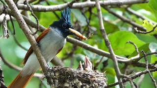 Indian paradise flycatcher bird with nest