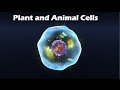 Comparing Organelles in Plant and Animal Cells