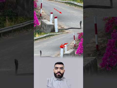 كوبرا عملاقة تقطع الطريق #viral #shots