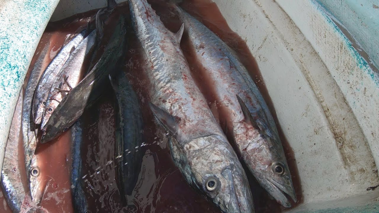 NO Fish Were Released. Commercial King Mackerel Fishing