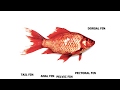 Fish Anatomy and Adaptations