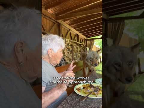 The wolves became the family’s guardians.#shorts #wolves #wolf #rescue #friendship