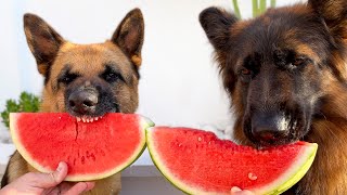 My German Shepherds’ Watermelon Eating Contest! 🍉🐶 Who Wins?!