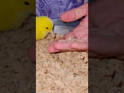Ajju Mil gaya 🐣 ColorFull Chicks 171 #hen #shorts #youtube #youtubeshorts #pets