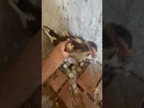 Duck Ne Egg Tor Diye😭 #minizoo #birds #parrot #petbird #duckling #ducks #duck