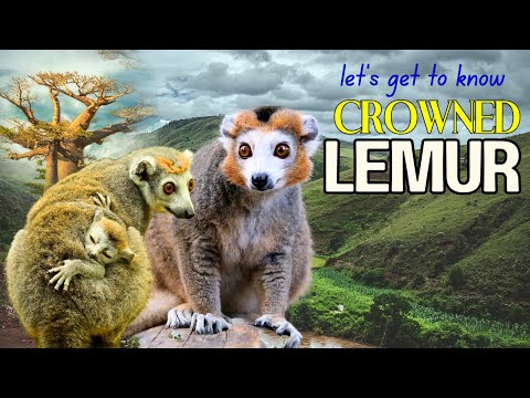 Crowned Lemur—A Rare & Endangered Primate of Madagascar