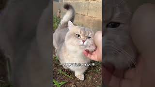 【#雪球日记】鱼:小猫咪你除了弄我一脸口水,还能干什么?#谁能拒绝傻憨憨的小猫咪 #萌宠出道计划 #小奶猫