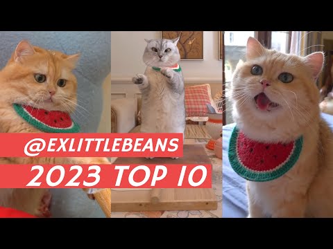 2023 TOP10 #exlittlebeans #funnycats #funnyvideo