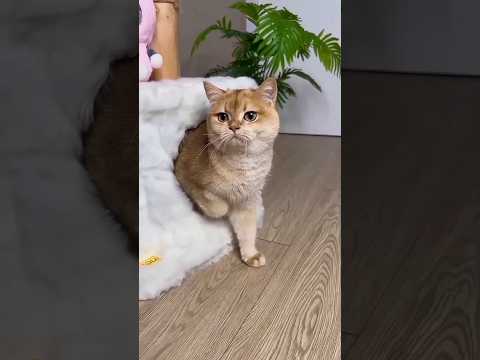 beautiful cat😱#shorts #trending