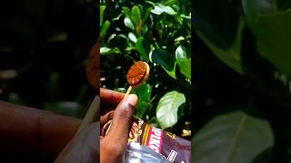 NEW coffee lollipop 🍭 kopiko #shorts #trending #youtubeshorts #viralvideo #shortvideo #viralshorts