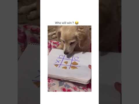 i love each & every dog dude omg they’re so cute! #viral #cute #dog guess who wins the game!