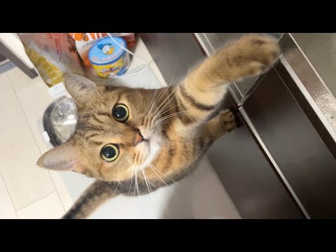 【疑問】猫って人間用の甘いグミ食べていいんだっけ…