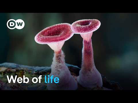 The wonderful world of fungi | DW Documentary