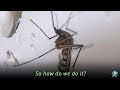 West Nile Virus Testing Procedures