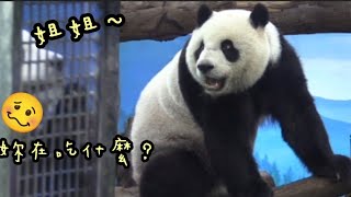 圓寶趴在鐵門一直看，圓仔姐姐被餵食，圓寶好羨慕|熊貓貓熊The Giant Panda Yuan Yuan and Yuan Bao|台北市立動物園