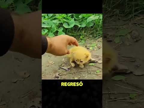 Rescate a gatitos Bebes