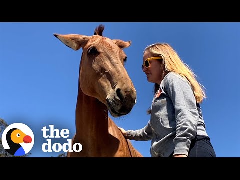 Woman Rescues A "Zorse" From Illegal Auction | The Dodo