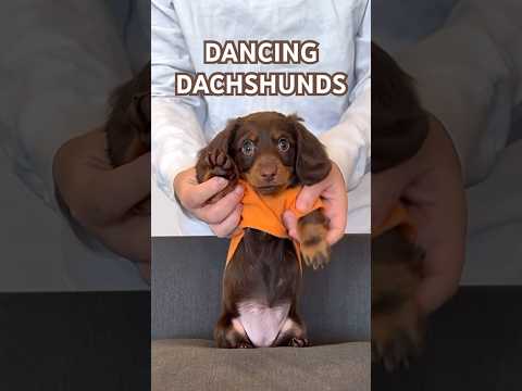 DANCING DACHSHUNDS #minidachshund #dance #puppy #dachshundpuppy #dachshund #cutedog #cutepuppy #dog