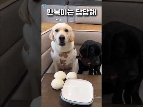 만복이는 답답해 2 #더빙농장 #동물더빙 #funny