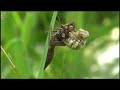 Insect Development and Life Cycle