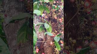 Abbey Falls- What Tree is it?