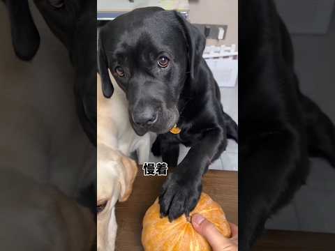 Chompa Made a Fake sosag For Raju 🤣😱#funny #shorts #funnyvideo