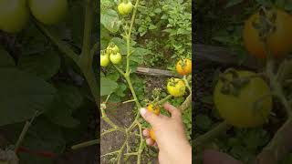 panen 🍅