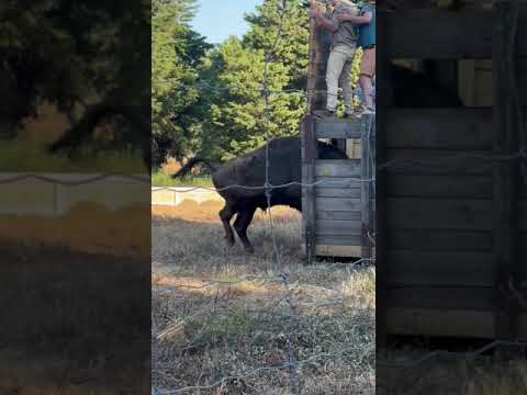 Rewilding: first bison arriving in Portugal