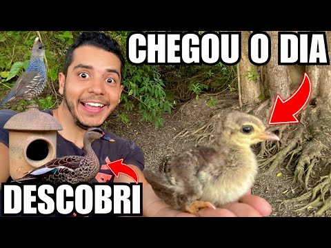 Muitos ovos no ninho de Spot Bill | Manejo de filhote e Futuros Nascimentos | Aves Recriar