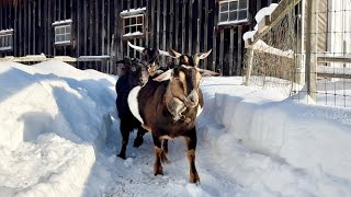 Setting the goats free after big storm