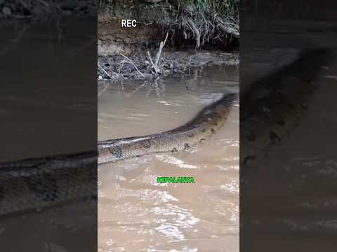 Anaconda: Raksasa Air yang Menakutkan dan Unik