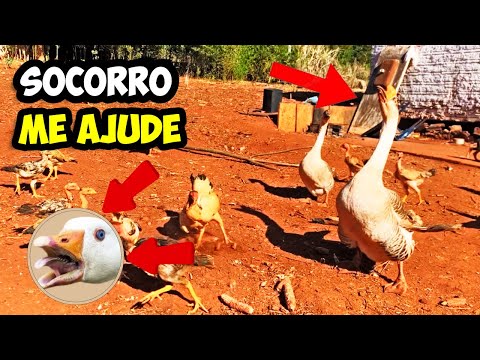 NÃO ESPERAVA POR ISSO - SOCORRO