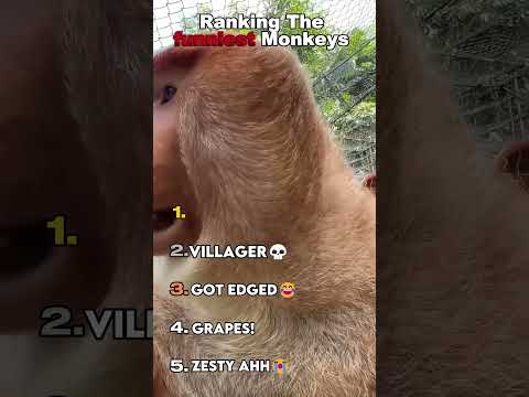 Ranking the funniest Monkeys😂#shorts