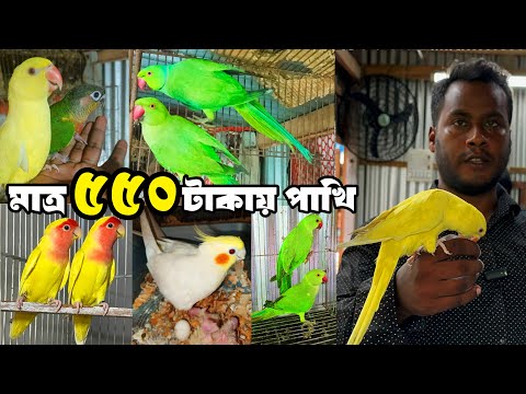 মাত্র ৫৫০ টাকায় পাখি | কষ্টের টাকায় শ্রেষ্ঠ পাখি | দিপু বার্ড  হাউজ | স্পেশাল অফারে পাখি। 11 Dec 24