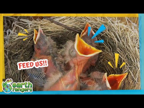 Robin Mom Has To Feed Her Babies 100 Times A Day! | Earth Rangers | Happy Mother’s Day