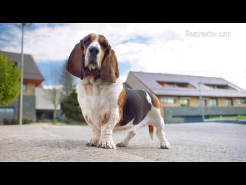 rastreator tu comparador video