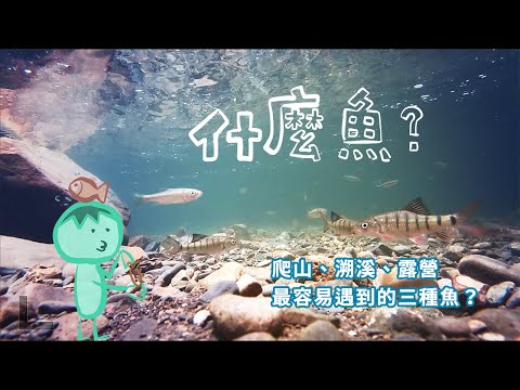 【什麼魚？】爬山、溯溪、露營、溪邊玩水，常常看到很多魚，卻不知道是什麼魚，那就來看看吧。溪魚三兄弟：溪哥、石賓、馬口，到底長什麼樣子？看完這集就認識了！ - YouTube(4分08秒)